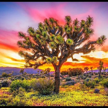 Desert Dreamer Yucca Valley Eksteriør bilde